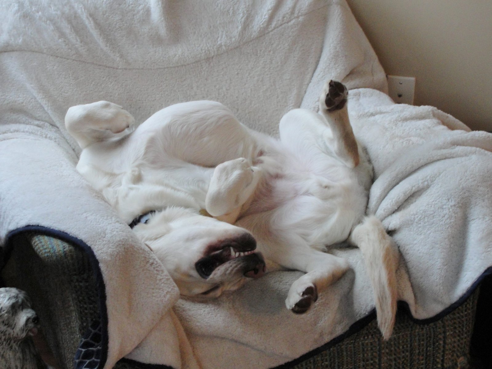 Bringing Up Cooper – It really is a dog’s life…